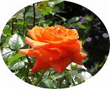 オレンジ色のバラの花 オレンジ色のバラの花