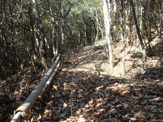竹の柵と散策路 竹の柵と散策路