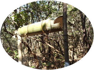 小鳥の巣箱 小鳥の巣箱