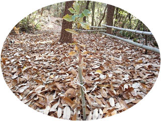 コナラの苗植樹 コナラの苗植樹