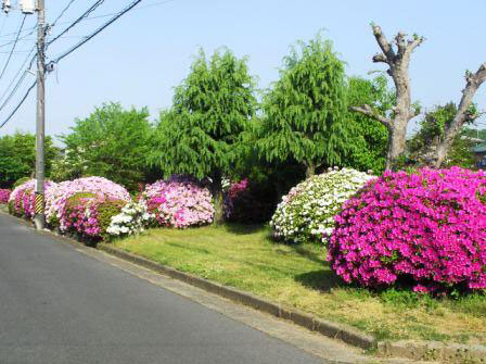 福泊サニー団地第3遊園地(1) 福泊サニー団地第3遊園地(1)