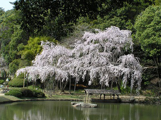 水面に映える満開のしだれ桜 水面に映える満開のしだれ桜