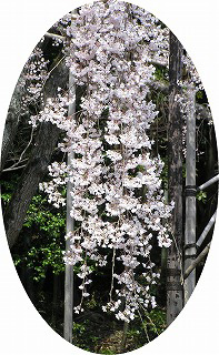 枝が見えないばかりに咲き誇るしだれ桜のひと枝 枝が見えないばかりに咲き誇るしだれ桜のひと枝