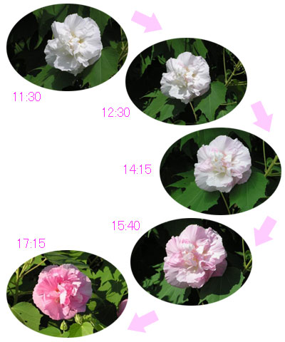 変化する酔芙蓉の花の色 変化する酔芙蓉の花の色