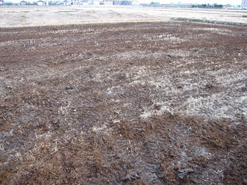 田んぼに散布された堆肥 田んぼに散布された堆肥