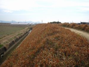旧堤防の北側から南方向を望む(東側斜面) 旧堤防の北側から南方向を望む(東側斜面)