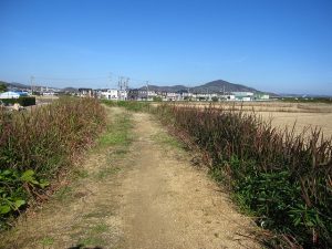 旧堤防の南から北方向を望む 旧堤防の南から北方向を望む