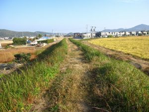 旧堤防の南から北方向を望む 旧堤防の南から北方向を望む