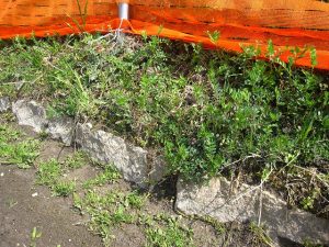 旧堤防西側基礎部分の石積 旧堤防西側基礎部分の石積