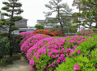 h[ɘAȂ郊ELE̃sNF̉