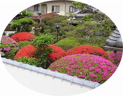 庭中に連なる赤いキリシマつつじとピンクのリュウキュウつつじの花の丘 庭中に連なる赤いキリシマつつじとピンクのリュウキュウつつじの花の丘